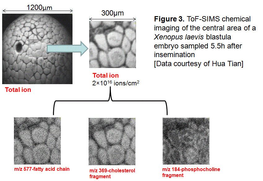 NPL-Fig 3 Chemical imaging of a frog embryo